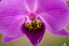 Die Orchidee (Makro)
